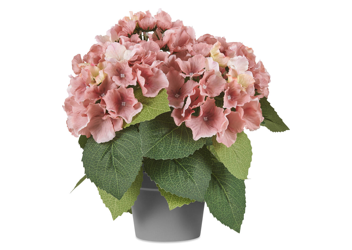 Marji Hydrangea Potted Pink