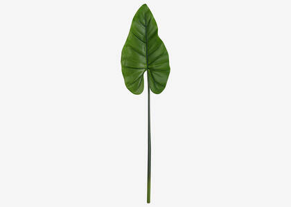 Roca Elephant Ear Leaf Stem
