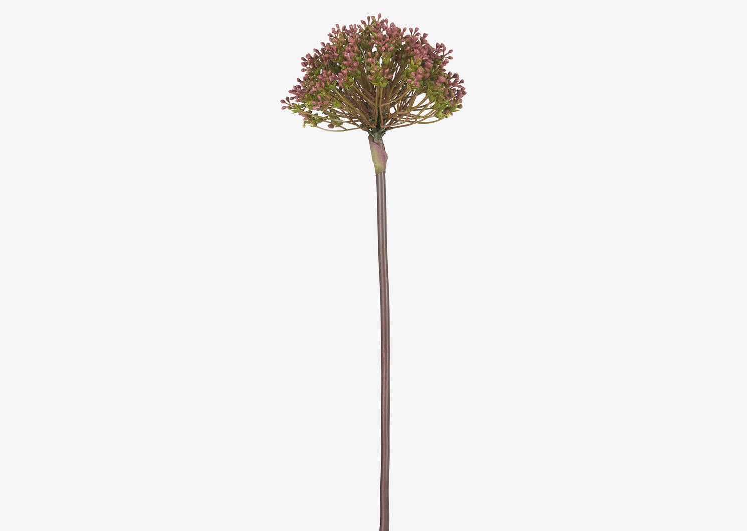 Tige d'allium Aleesa tamarin