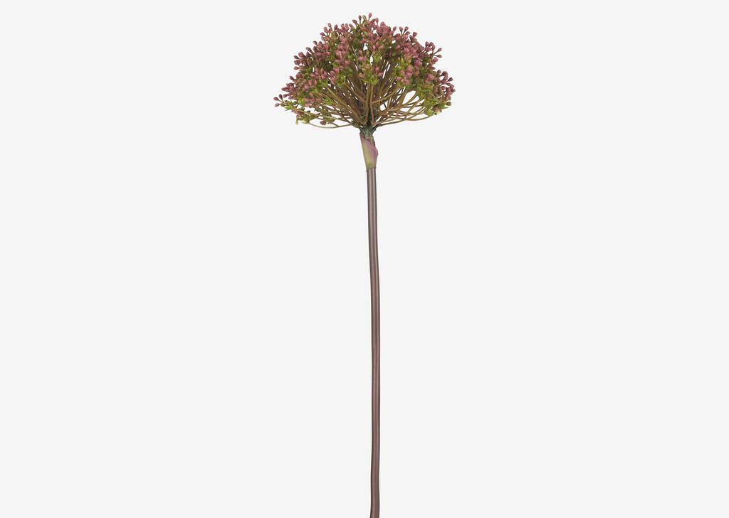 Tige d'allium Aleesa