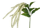 Branche d'amarante Glora blanche