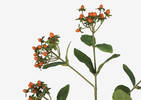 Hilda Hypericum Spray Branch