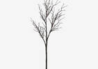 Addler Twig Branch
