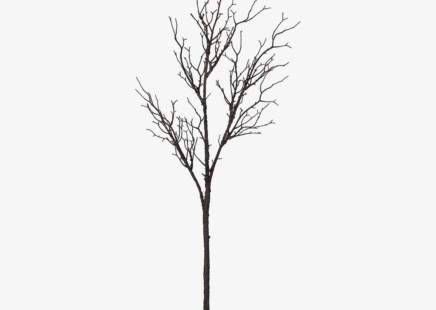 Addler Twig Branch