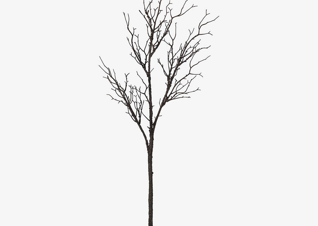 Addler Twig Branch