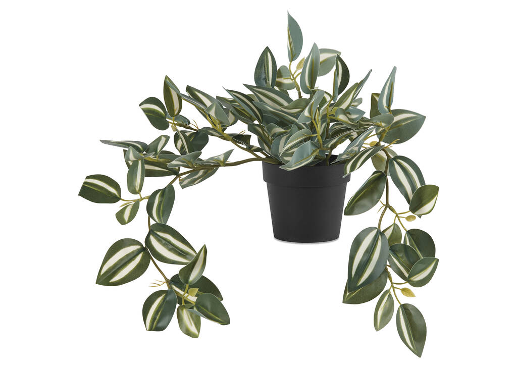 Zebrina en pot