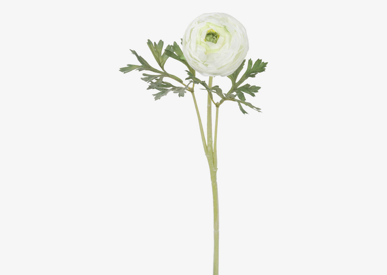 Lyra Ranunculus Stem Cream