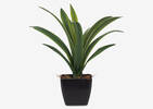 Dracaena en pot Colm