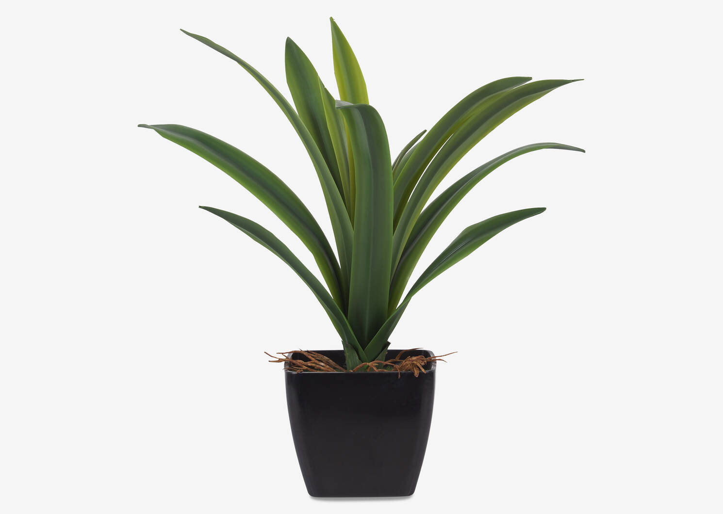 Colm Dracaena Plant Potted