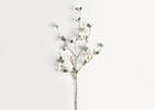 Branche de baies Wynter