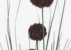 Bouquet d'alliums Heche porto