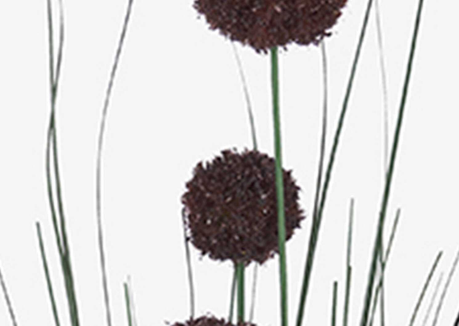 Heche Allium Bunch Port