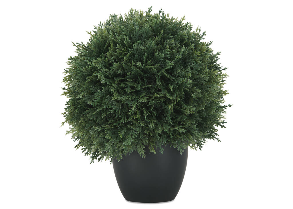 Cedar Ball Potted