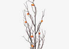Branche de fruits Moira cumin