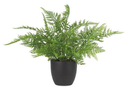 Kady Lace Fern Potted