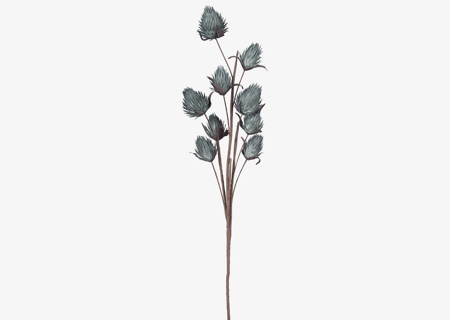 Osha Bud Branch