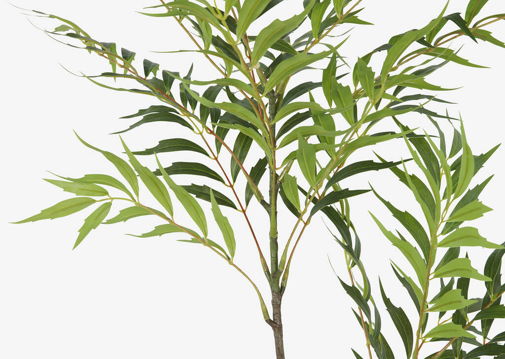 Branche de palmier bambou Bryce