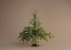 Misty Tree 2.5FT