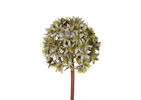 Tige d'allium Skylynn écume