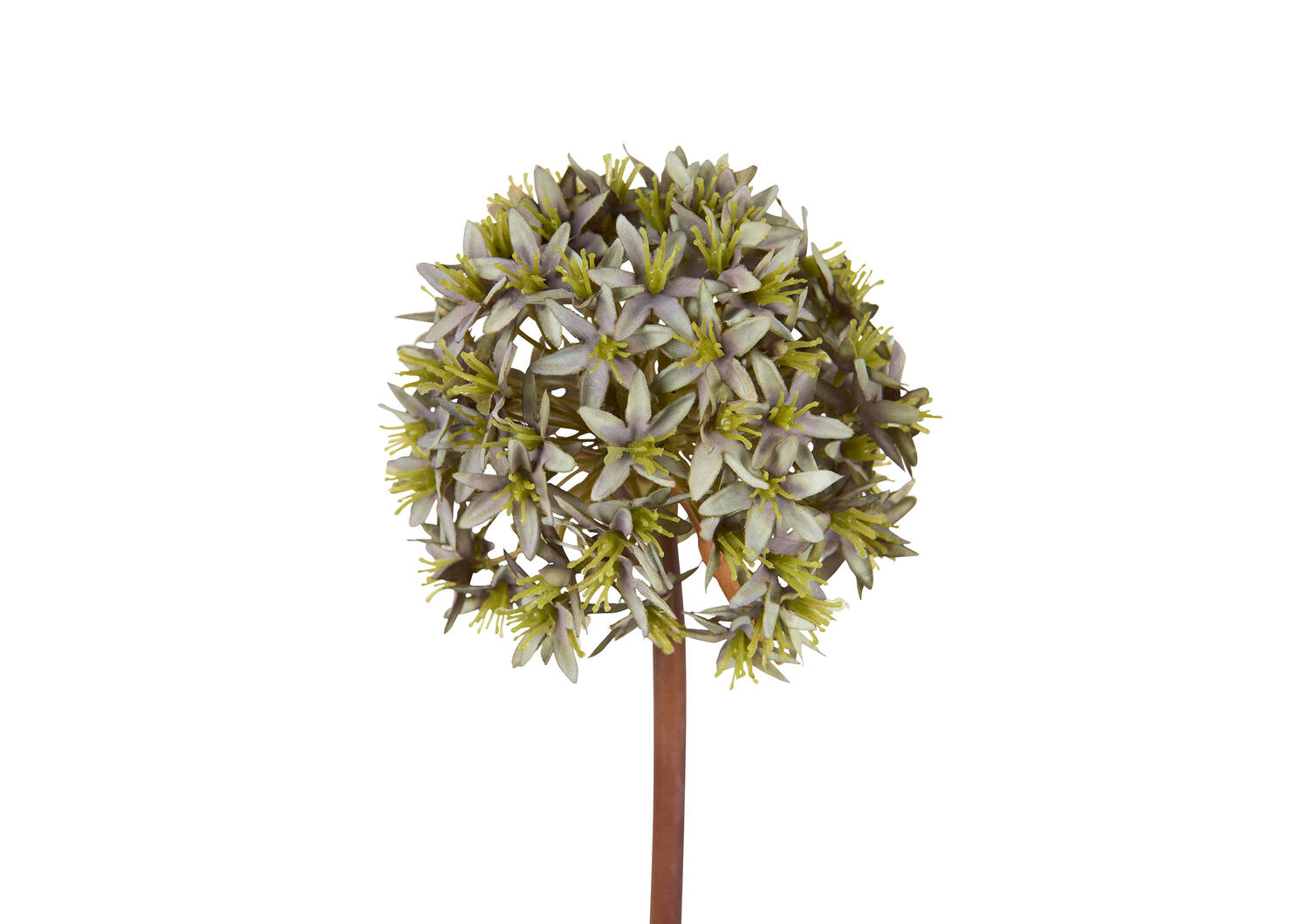 Tige d'allium Skylynn écume