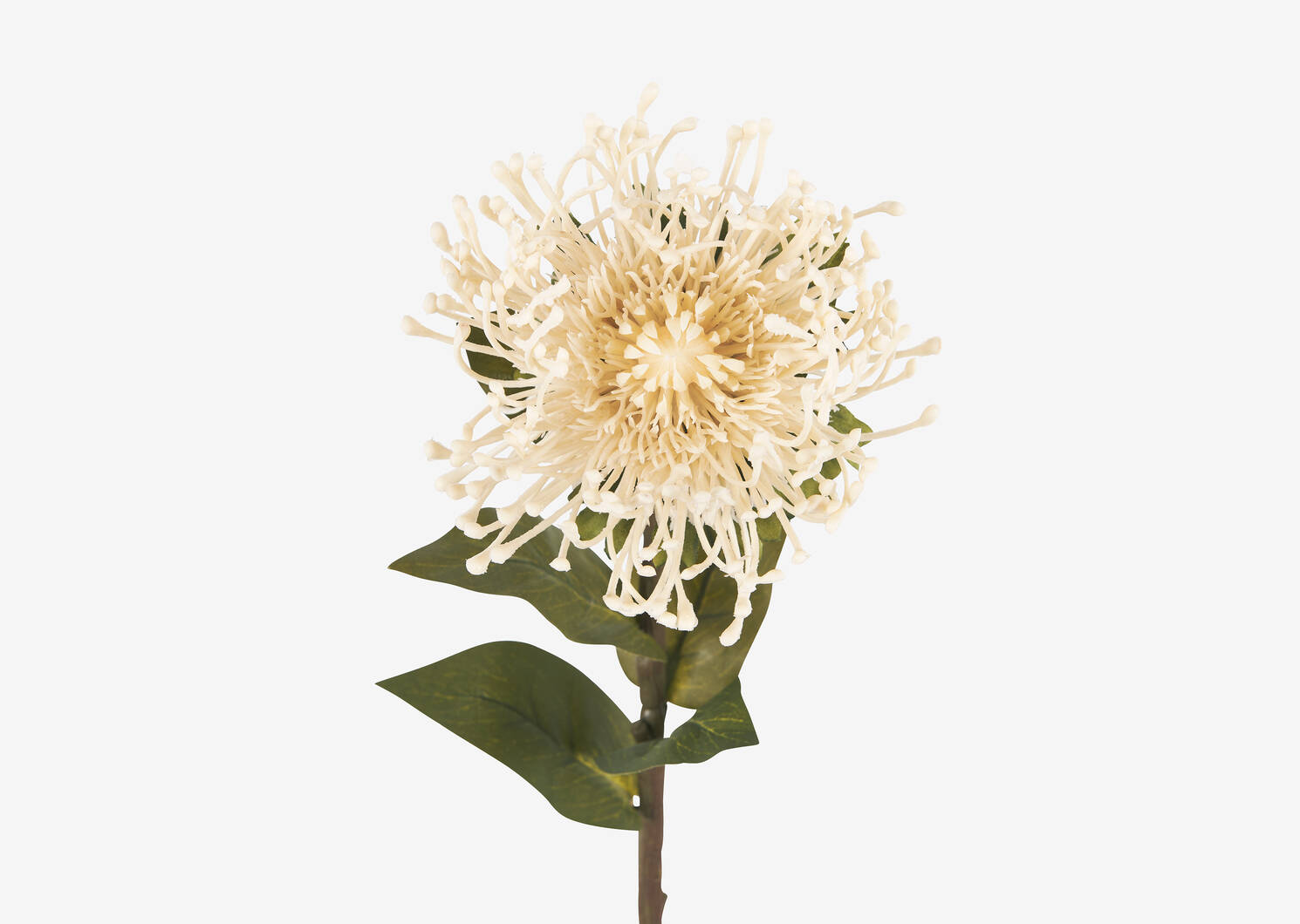 Jada Leucosper Mum Stem Ivory