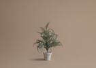 Wonderland Tree Small