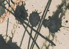 Toile Insight