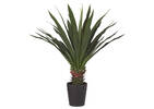 Grand Yucca en pot Brae