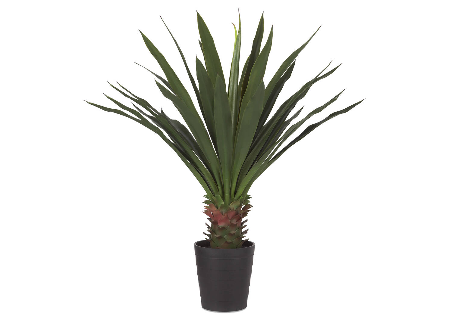 Brae Yucca Plant Potted Large