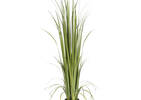 Noble Grass Potted Green