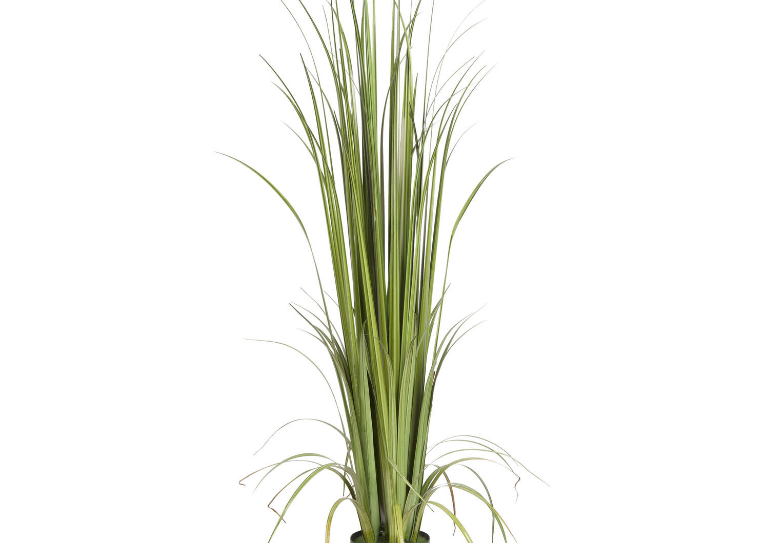 Noble Grass Potted Green