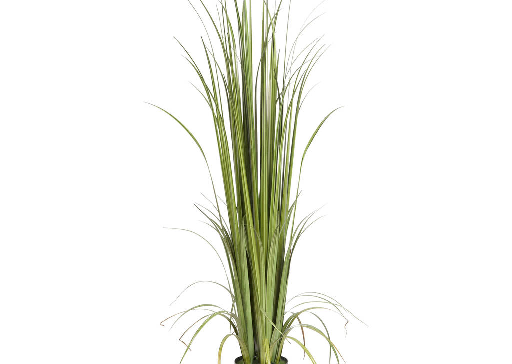 Noble Grass Potted Green