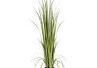 Noble Grass Potted Green