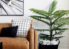 Raye Pearl Palm Tree Potted