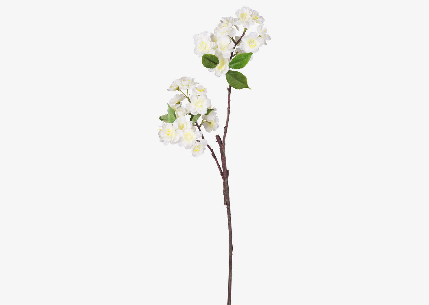 Branche de fleur d'oranger Tabitha