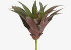 Keimi Aloe Plant Stem