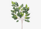 Wilda Ficus Branch