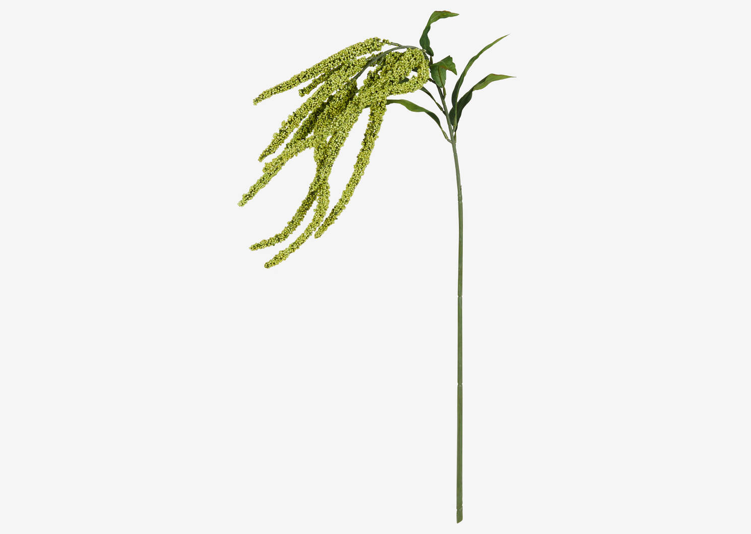 Glora Amaranthus Branch
