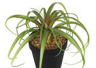 Tilla Plant Potted