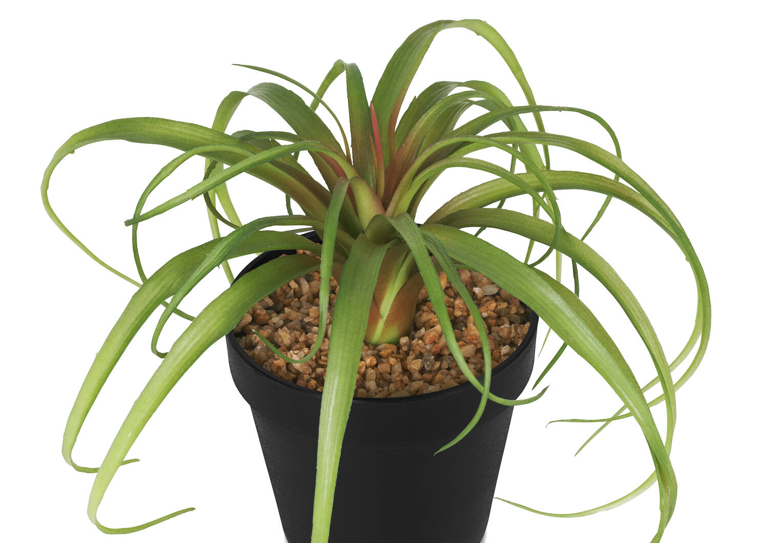 Tilla Plant Potted