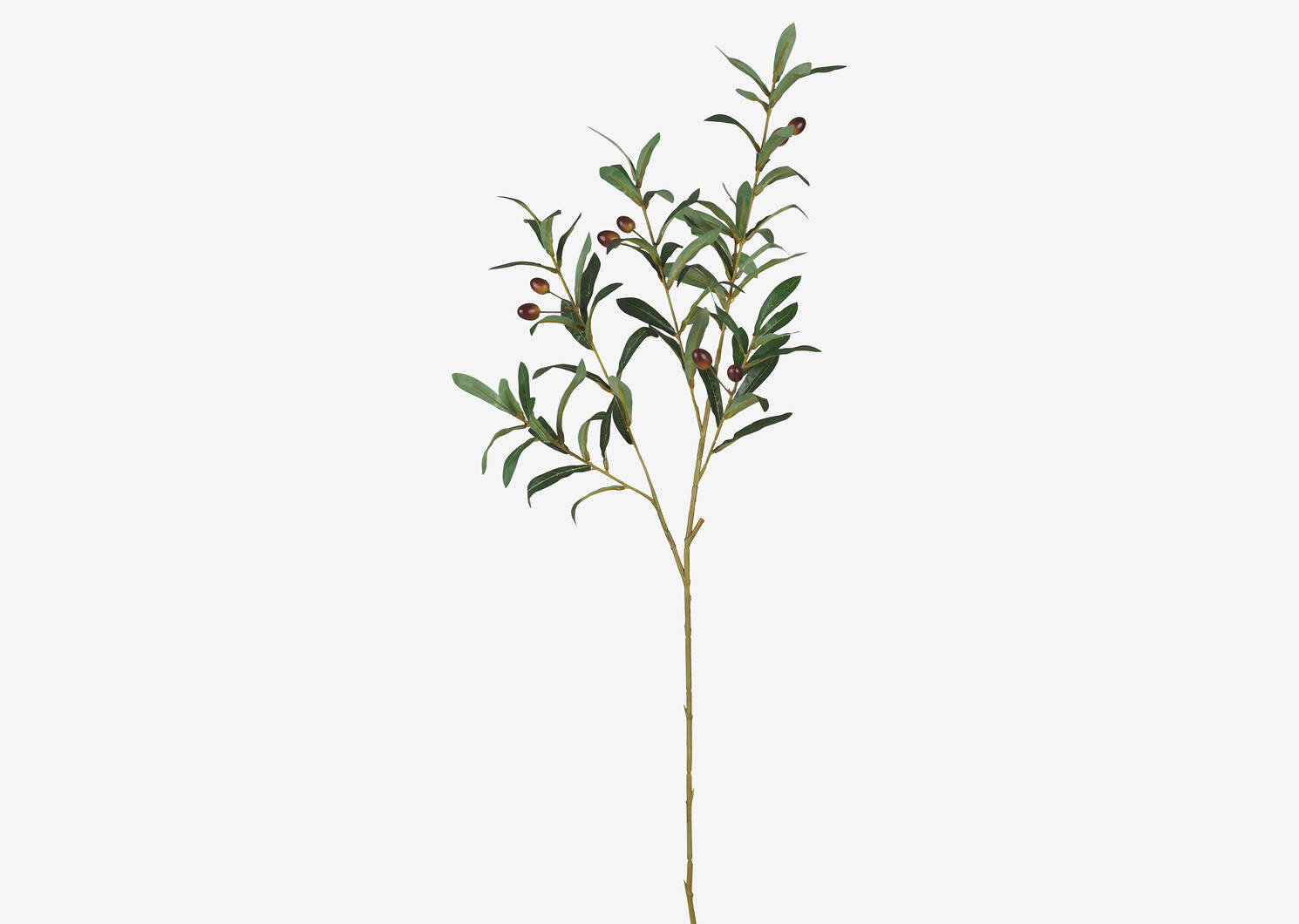 Branche d'olivier Tristin