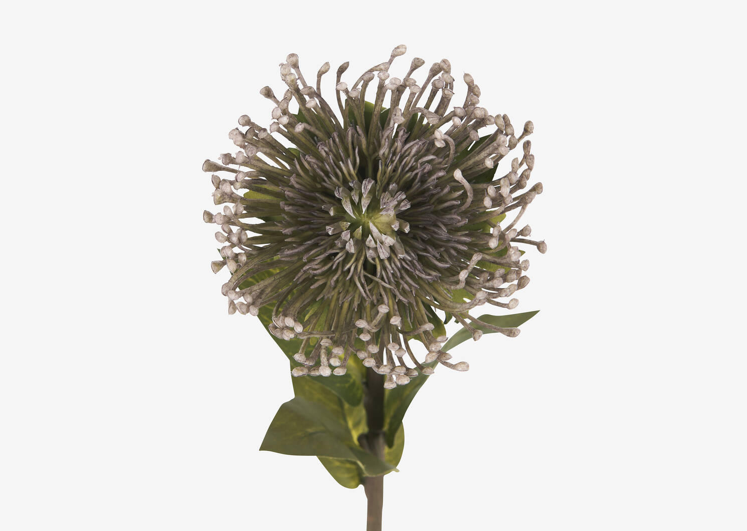 Jada Leucosper Mum Stem Purple