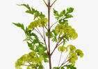 Branche clématites fructifiées Arielle