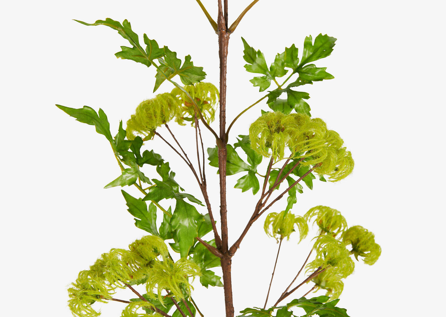 Branche clématites fructifiées Arielle