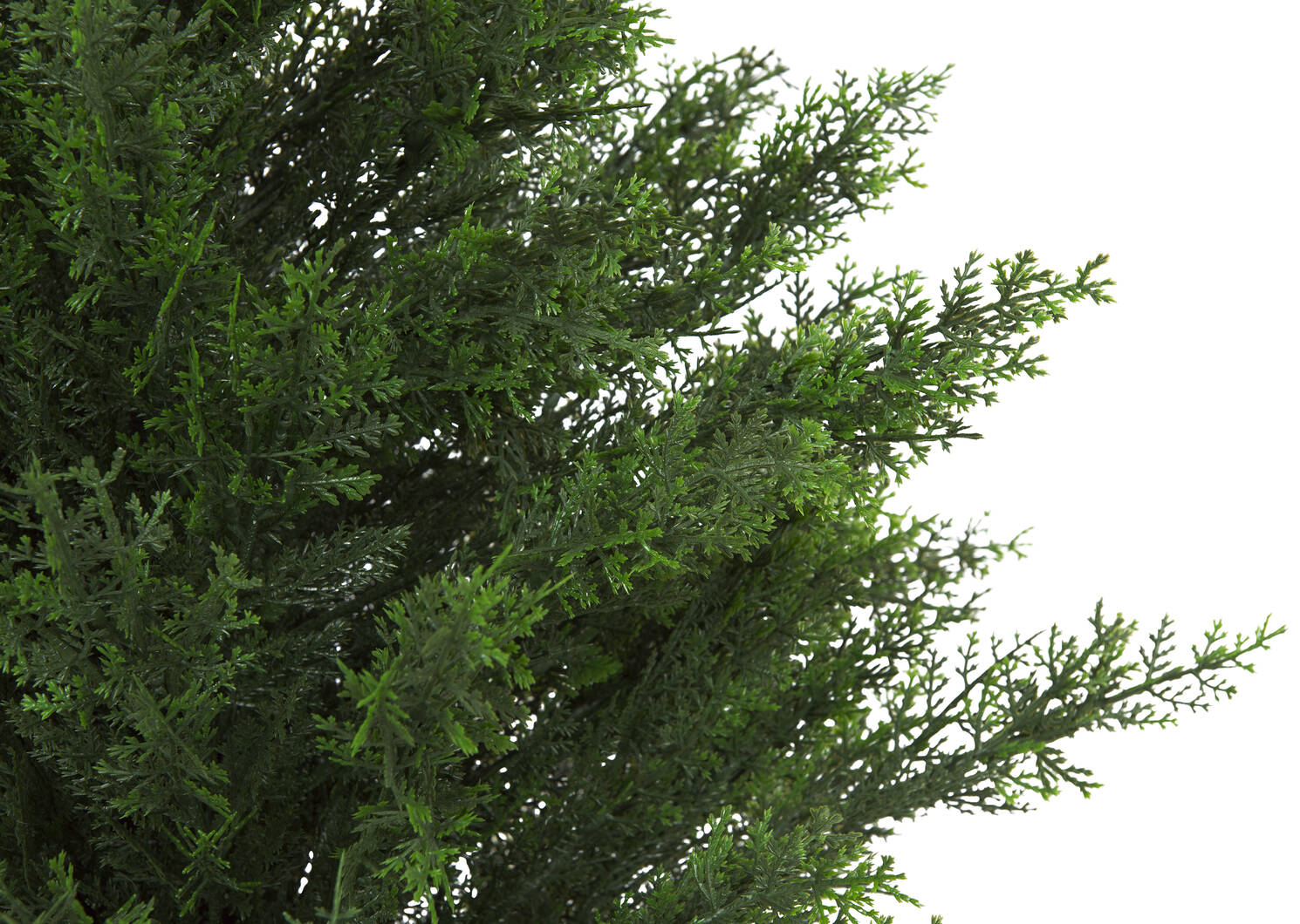 Selby Cedar Tree Potted