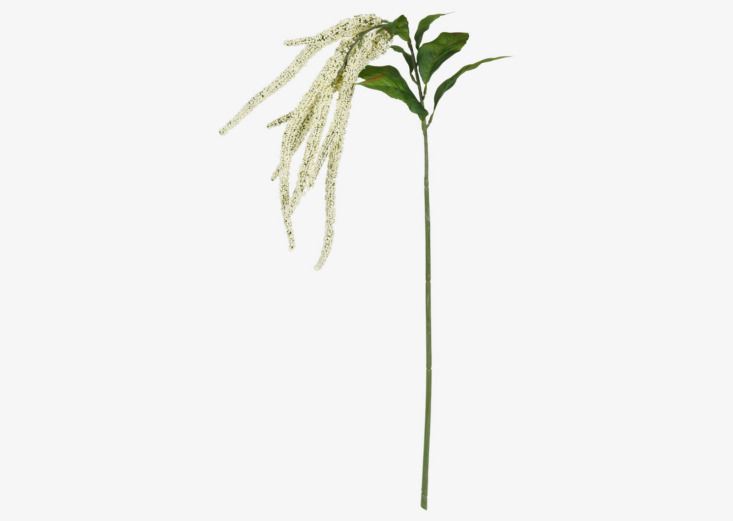 Glora Amaranthus Branch