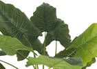 Jana Taro Tree Potted