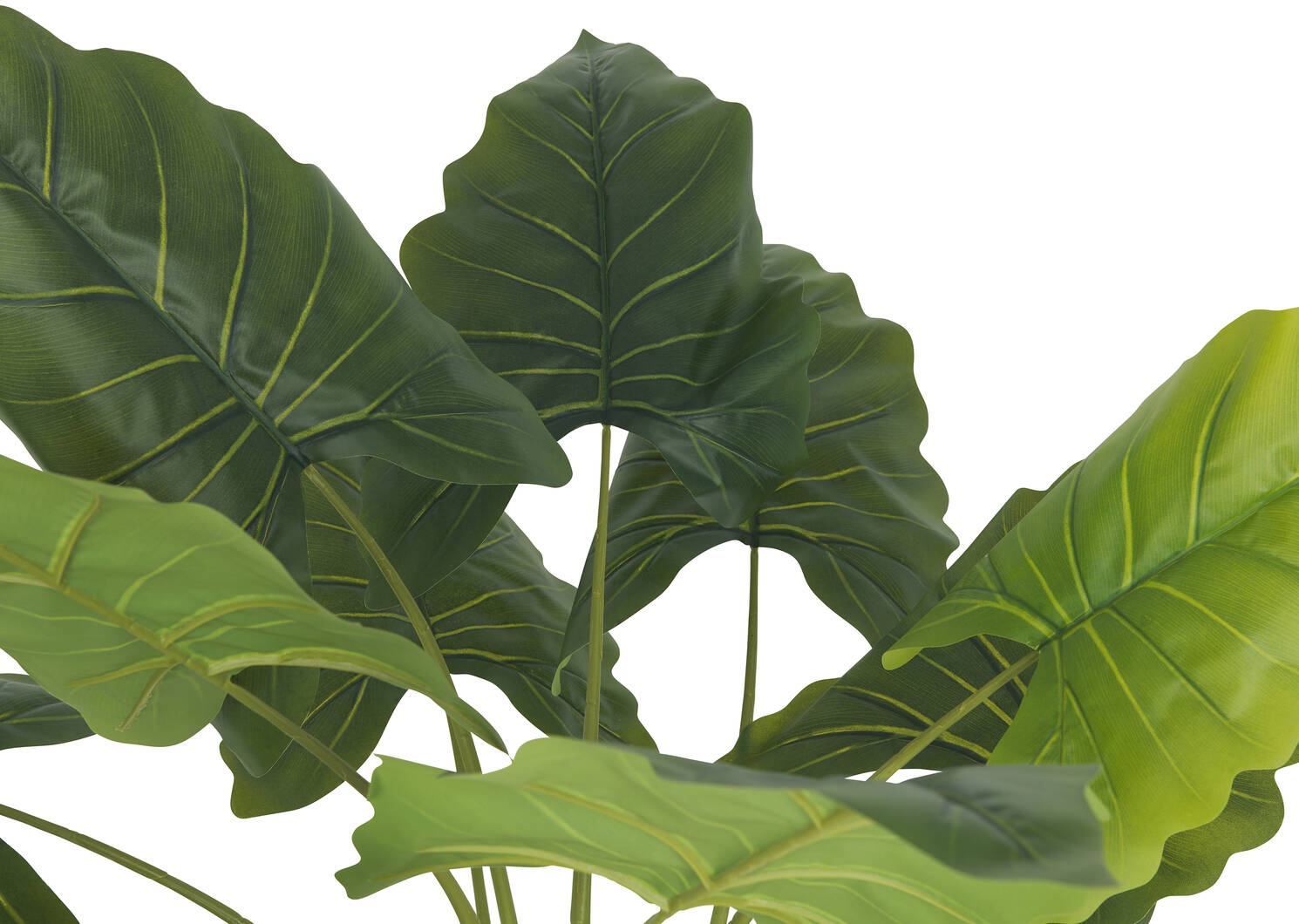 Jana Taro Tree Potted