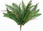 Keimi Fern Plant Stem