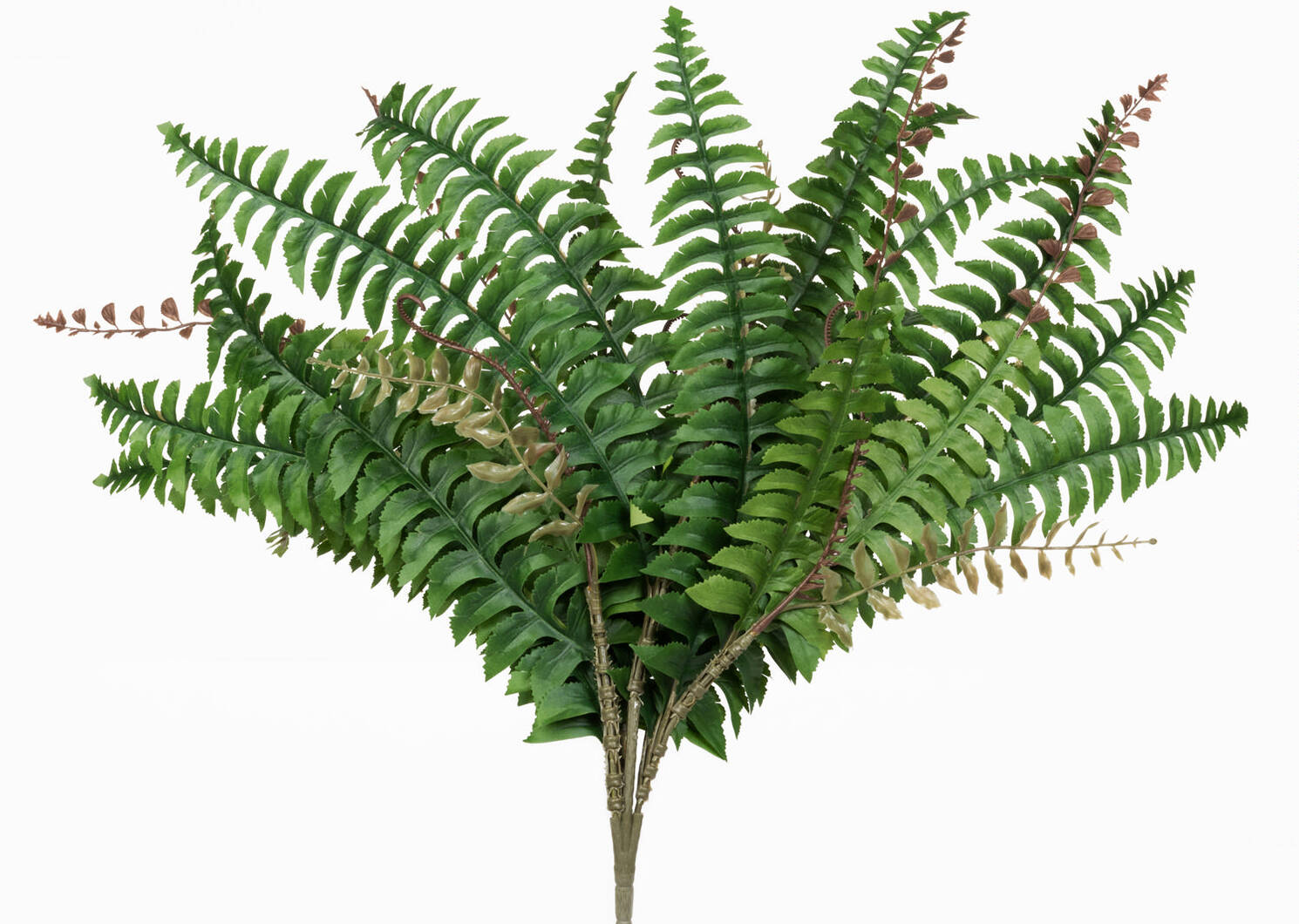 Keimi Fern Plant Stem